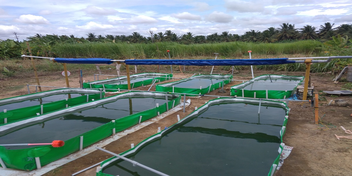 Kovai Agro Farms Focusing on Integrated Farming and Organic Spirulina Production
